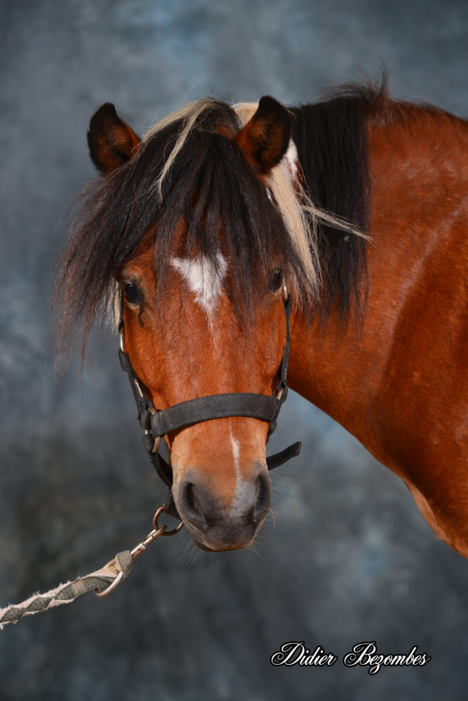 Didier Bezombes photographe équestre en Aveyron Occitanie a fait des portraits de chevaux seul et avec leurs cavalières
il a installé un fond en tissus bleu et des flash de studio Elinchrom et impression des photos sur place